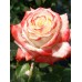 Троянда Імператриця (Роза Imperatrice)